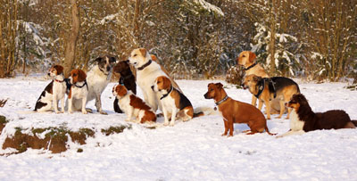 Hundebetreuung Friedrichshain 1